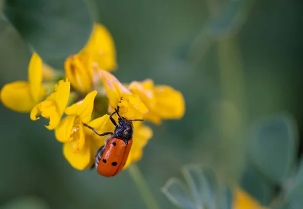 Bug over gele bloem en wazig achtergrond — Stockfoto
