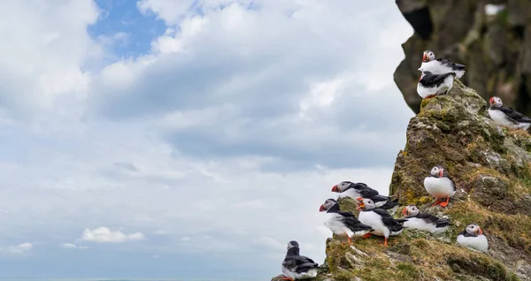 Puffins op de top van de rots bij de oceaan — Stockfoto