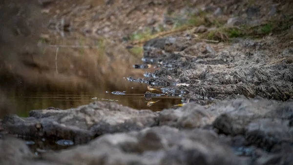 Motacilla flava weerspiegeld over de rivier in de schemering — Stockfoto