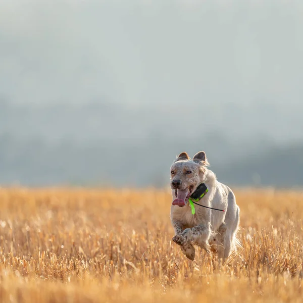 Cão pedigree ponteiro correndo sobre campo de trigo — Fotografia de Stock