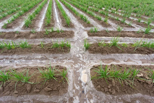 Tiger nut plantation with furrows during irrigation time — Stock Photo, Image