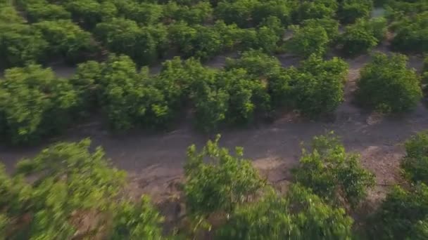 Luftaufnahme, die über Orangenbaumfeld fällt — Stockvideo