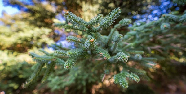 Yew tree крупним планом вид листя з розмитим тлом — стокове фото