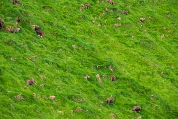 Macareux dans la zone de nidification à flanc de colline verte — Photo