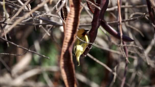 Ploceidae saltando desde la rama en cámara súper lenta — Vídeos de Stock