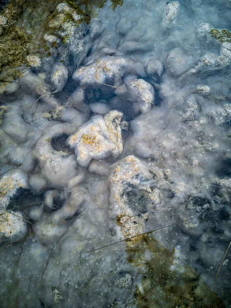 Waterweed in de rivier top bekijken close-up achtergrond afbeelding — Stockfoto