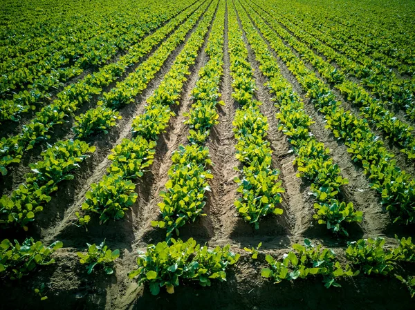 Fileiras maciças vegetais crescendo no campo — Fotografia de Stock