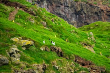 Pistin yanındaki yamaçta martılar var.