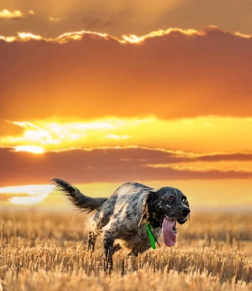 Ponteiro pedigree cão correndo sobre o campo contra o sol — Fotografia de Stock