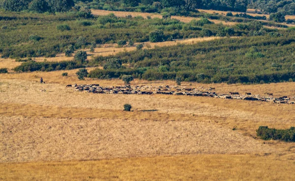 Shepherd vezeti a marhákat a síkságon — Stock Fotó