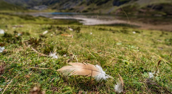 Veer op de grond met ondiepe velddiepte — Stockfoto