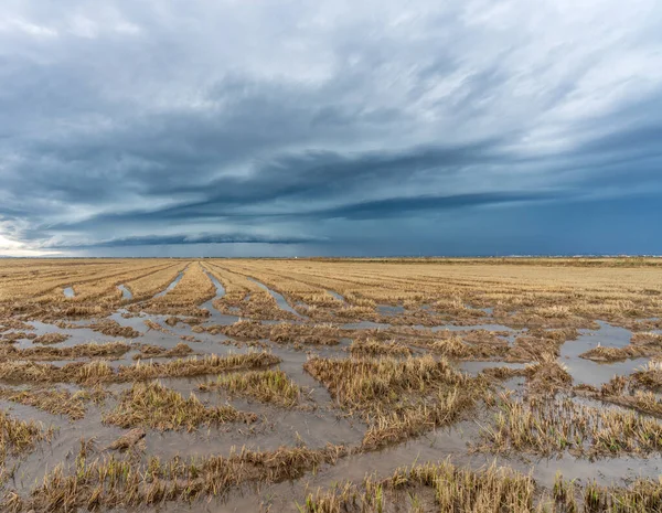 Zaplavená rýžová pole pod temnými bouřkovými mraky — Stock fotografie