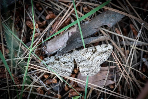 Ovanifrån av kamouflerad mal i marken — Stockfoto