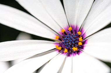 Pembe renklerle Daisy çiçeği uç makro yakın plan görüntüsü