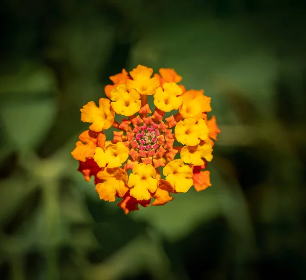 Vue du dessus de la fleur orange sur fond flou — Photo