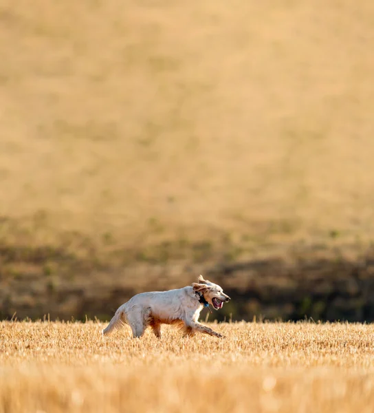 Zeigerhund läuft mit Halsband und Textfläche — Stockfoto