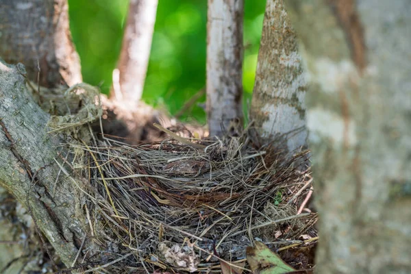 Fågelbo närbild över trädet — Stockfoto