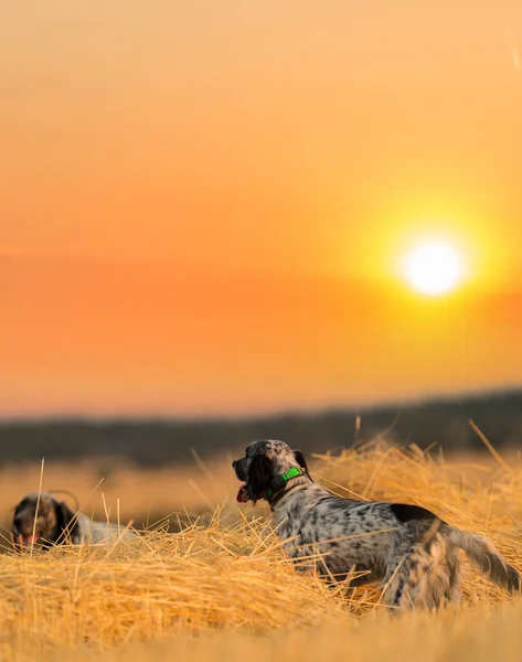 Cães pedigree ponteiro sobre o campo contra o céu laranja — Fotografia de Stock