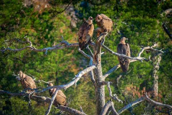Geiergruppe über trockenem Baum, Weitschuss — Stockfoto