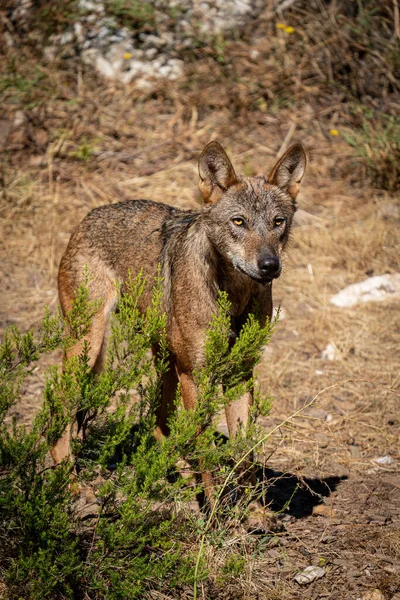 Canis Lups Signatus en busca de presas en el monte — Foto de Stock