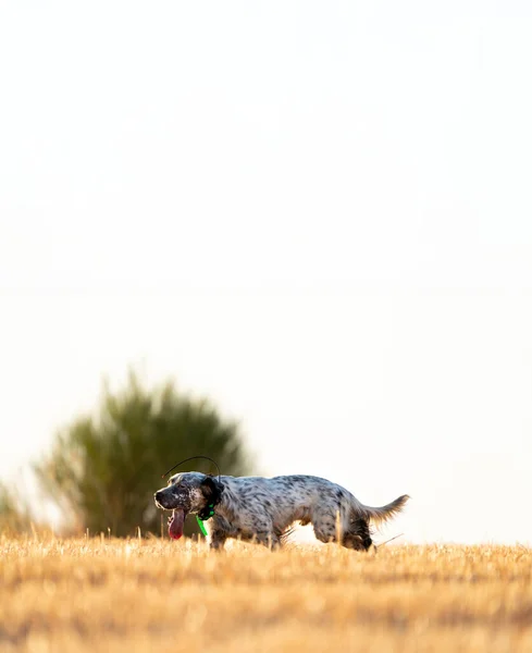 Perro pedigrí puntero con expresión cansada sobre campo de trigo con cielo despejado —  Fotos de Stock