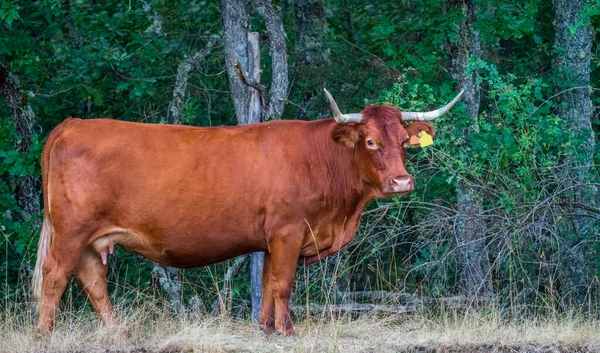 Stark röd ko över ekarna med öronmärken — Stockfoto