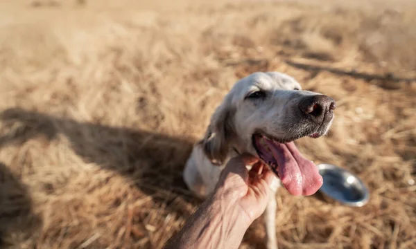 Mano acariciando puntero pedigrí perro con foco en la nariz — Foto de Stock