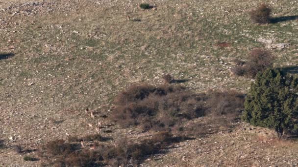 Male fallow deer following female group — Stock Video