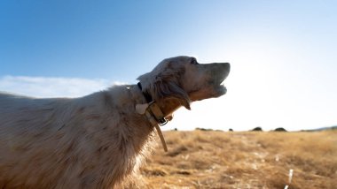 Köpeğin arka ışığı güneşe doğru uluyor.