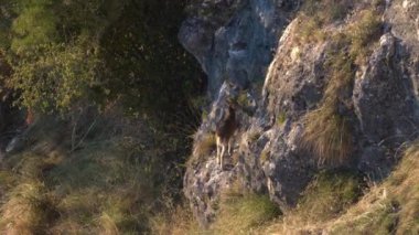 Top view of small wild goat feeding over the rocks