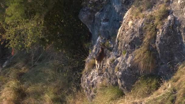 Top view of small wild goat feeding over the rocks — Stockvideo