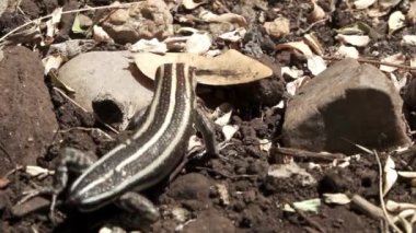 Kertenkele süper ağır çekimde eşekarısını sallıyor