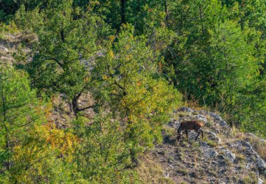 Açık alanda beslenen geyiklerin en üst görüntüsü