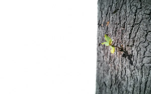 Plant growing from tree trunk over white background — Stock Photo, Image