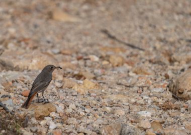 Gagasında karınca olan küçük kuş, bulanık arka bahçeye karşı.