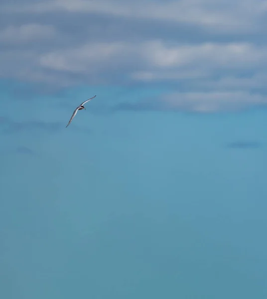 Vogel fliegt mit Fisch im Schnabel und Text — Stockfoto