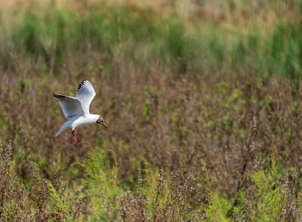 Pássaro em voo tentando pousar sobre o ninho — Fotografia de Stock