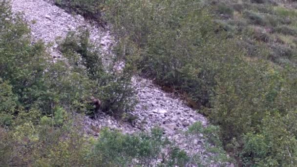 Urso selvagem à procura de amêndoas na área de pedra — Vídeo de Stock