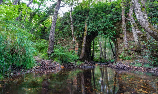 Larga exposición del puente de piedra perdido cubierto por el bosque — Foto de Stock