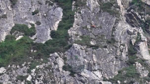 위험 한 수직 암석 위를 이동하는 야생 염소 — 비디오