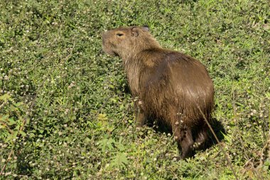 Capybara. Hidrokorerus hidroteris.