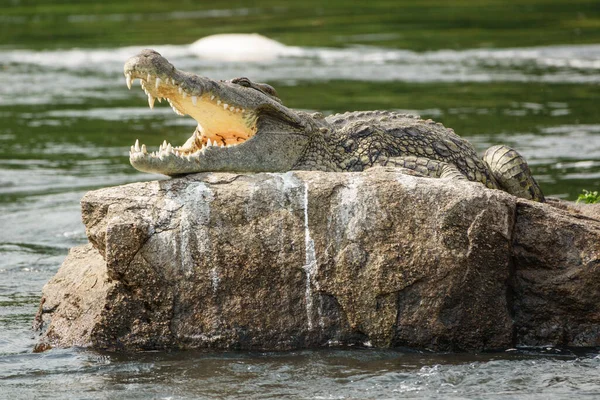 Crocodile with open mouth in Nile river — Stock Photo, Image