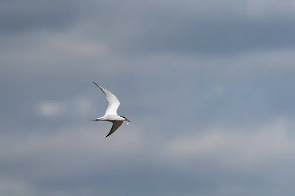 Pássaro isolado voando com peixes no bico e espaço de texto — Fotografia de Stock