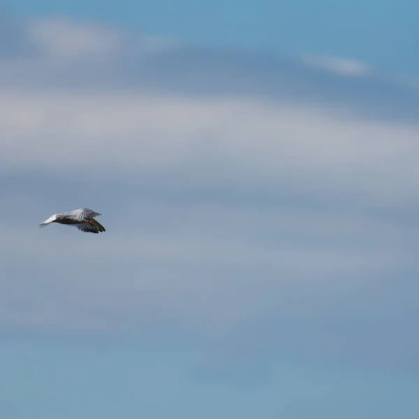 Bird flying and looking down with extended wings — Stock Photo, Image