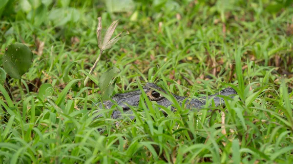 Close of Yacare camouflaged Cayman at pantanal, Brazil — Stock Photo, Image