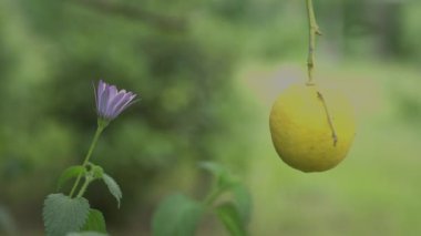 Ağaçtaki limonu çiçekle buğulandırıyor.