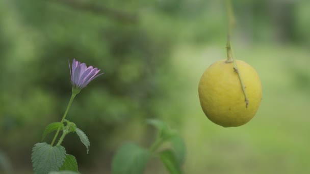 Κοπή λεμονιού από το δέντρο με λουλούδι ένα θολό φόντο — Αρχείο Βίντεο