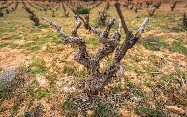 Closeup of vineyard trunk with blurred background — Stock Photo, Image