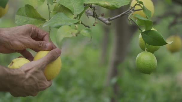 배경 이 흐린 손으로 레몬을 나무에서 잘라 내는 모습 — 비디오
