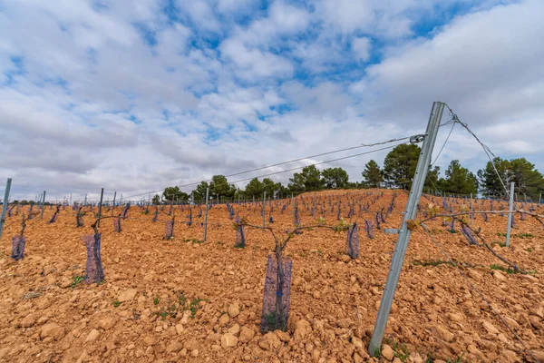 Vignoble à flanc de colline sous un ciel nuageux — Photo